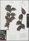 Foto von Salix hastata L.